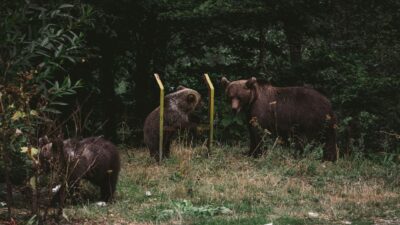Strach v Závažnej Porube: Medveď útočil pri dome, obec žiada rázne kroky