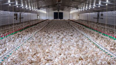 PSEUDOMOR HYDINY NA KYSUCIACH: 90 PERCENT KURČIAT UHYNULO DO NIEKOĽKO HODÍN