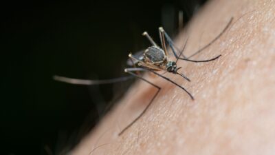 Grécko bojuje so západonílskou horúčkou: Deväť obetí a zvýšené postreky